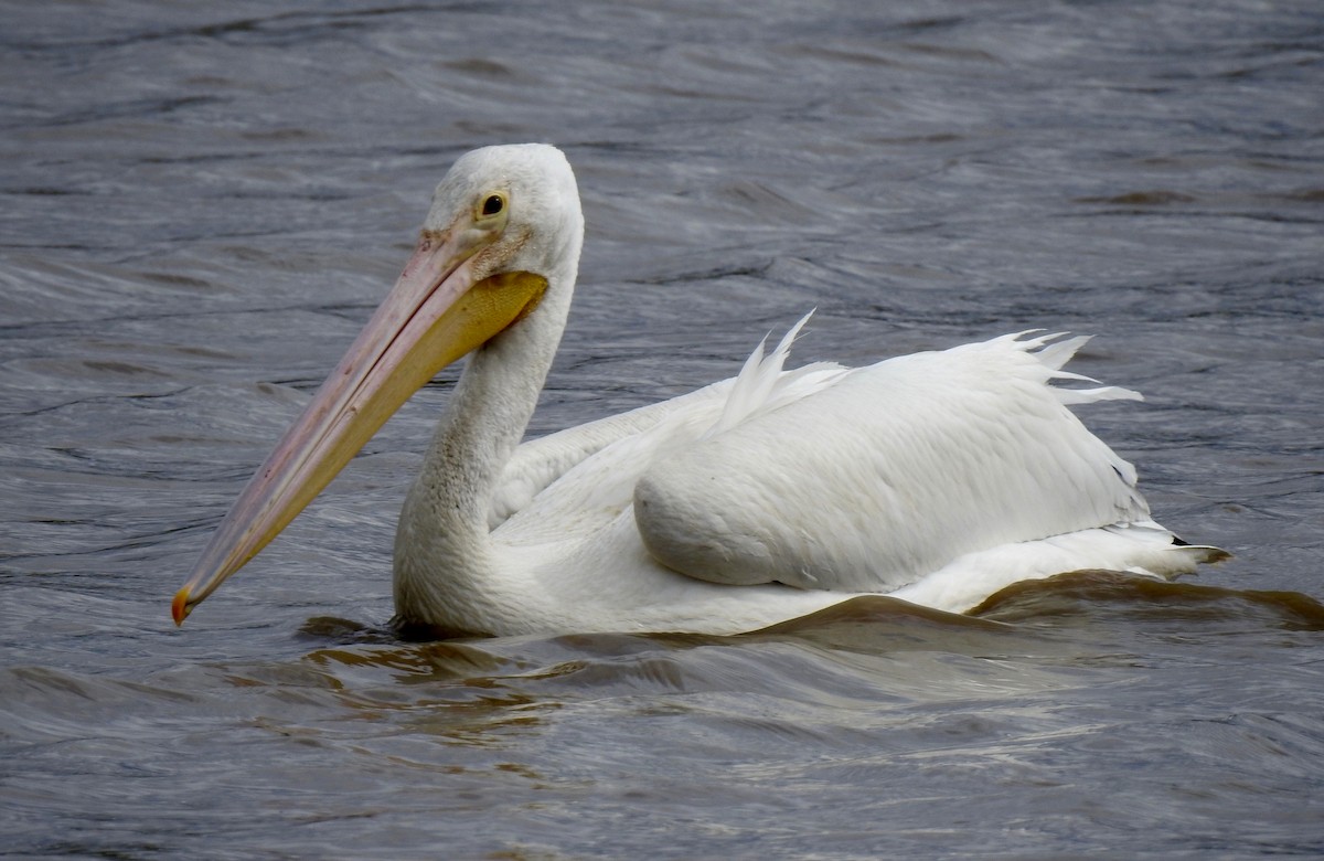 American White Pelican - Isaac  Denzer