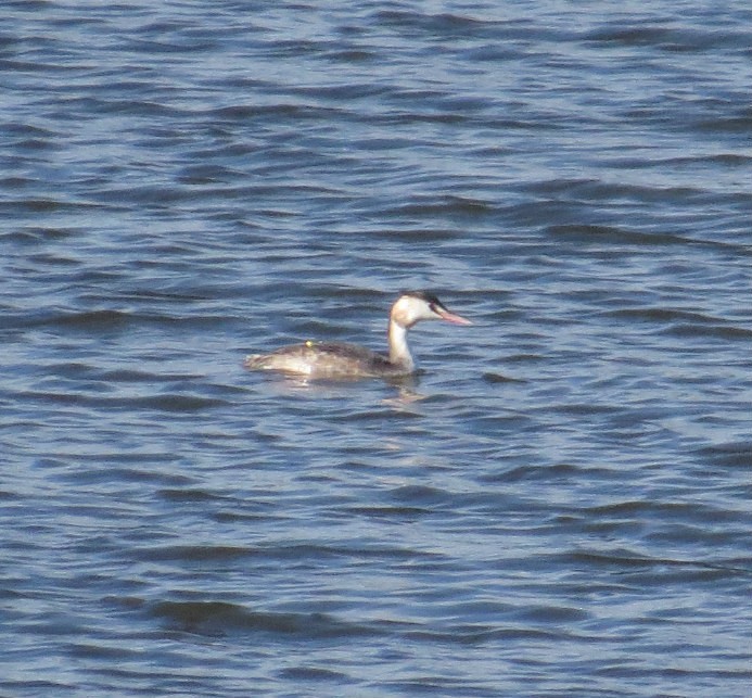 Great Crested Grebe - Craig Taylor