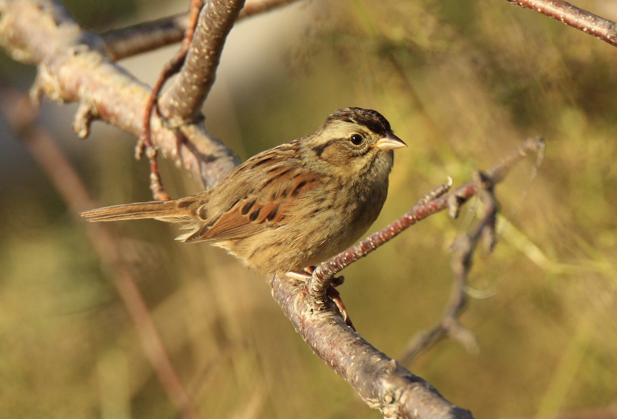 Swamp Sparrow - john tuach