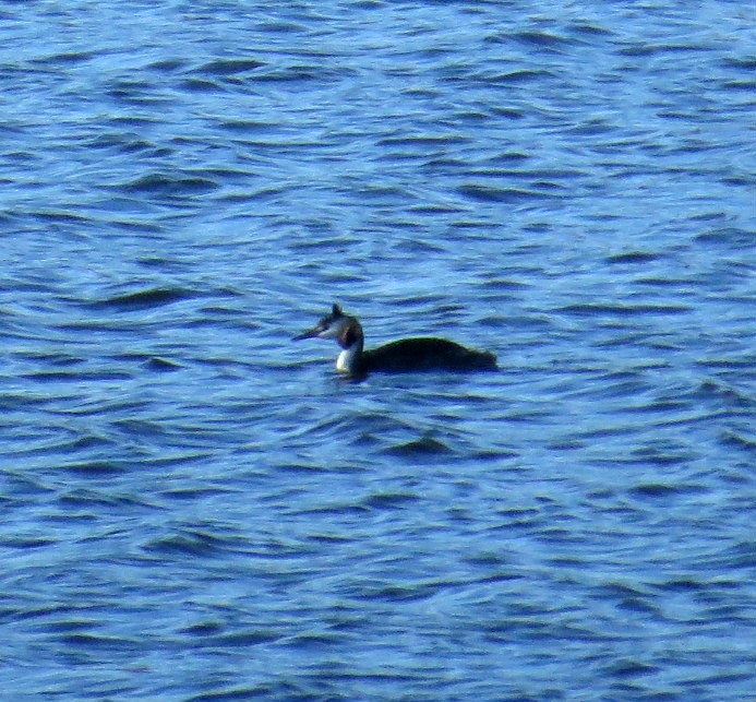 Great Crested Grebe - Craig Taylor
