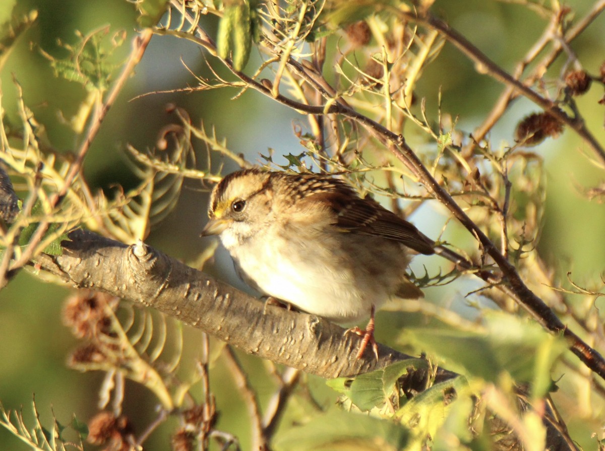 White-throated Sparrow - john tuach