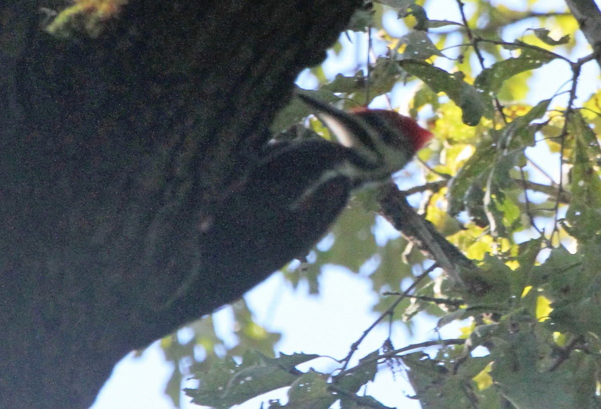 Pileated Woodpecker - Larry Urbanski