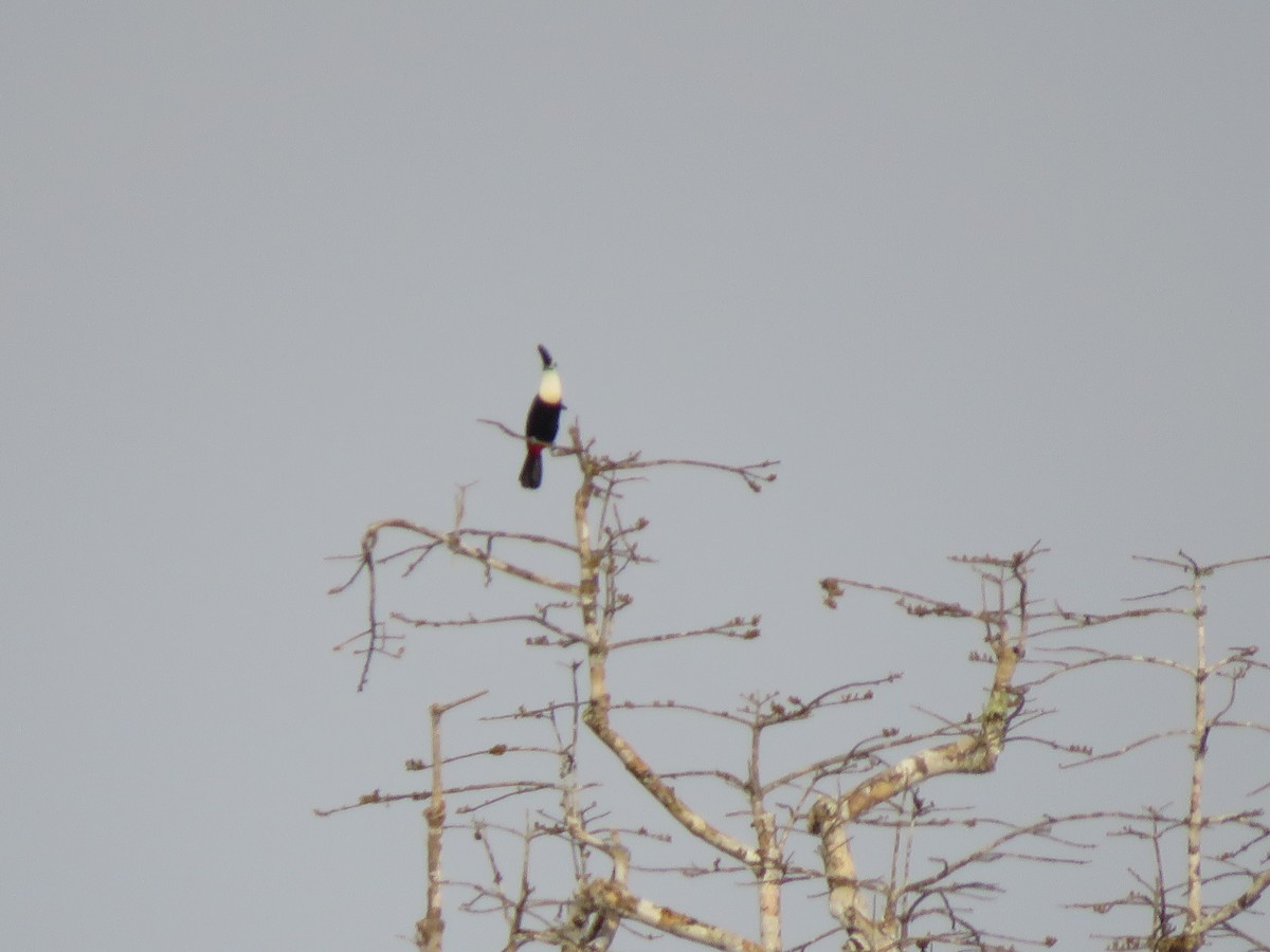 Channel-billed Toucan - Yve Morrell