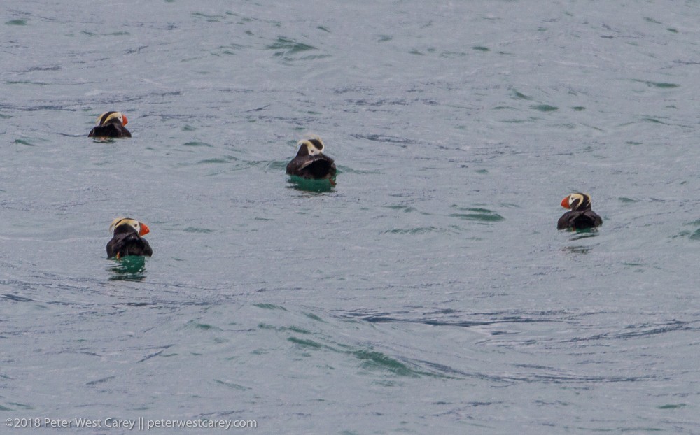 Tufted Puffin - ML115967501