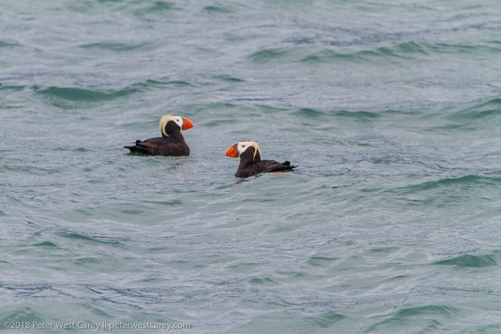 Tufted Puffin - Peter Carey