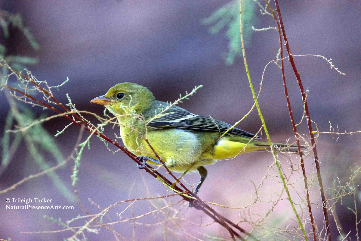 Western Tanager - Trileigh Tucker