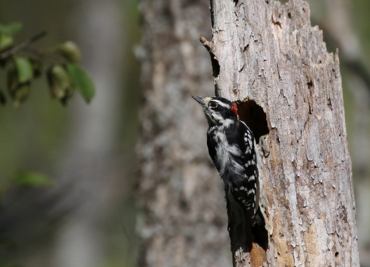 Downy Woodpecker (Eastern) - ML115970961