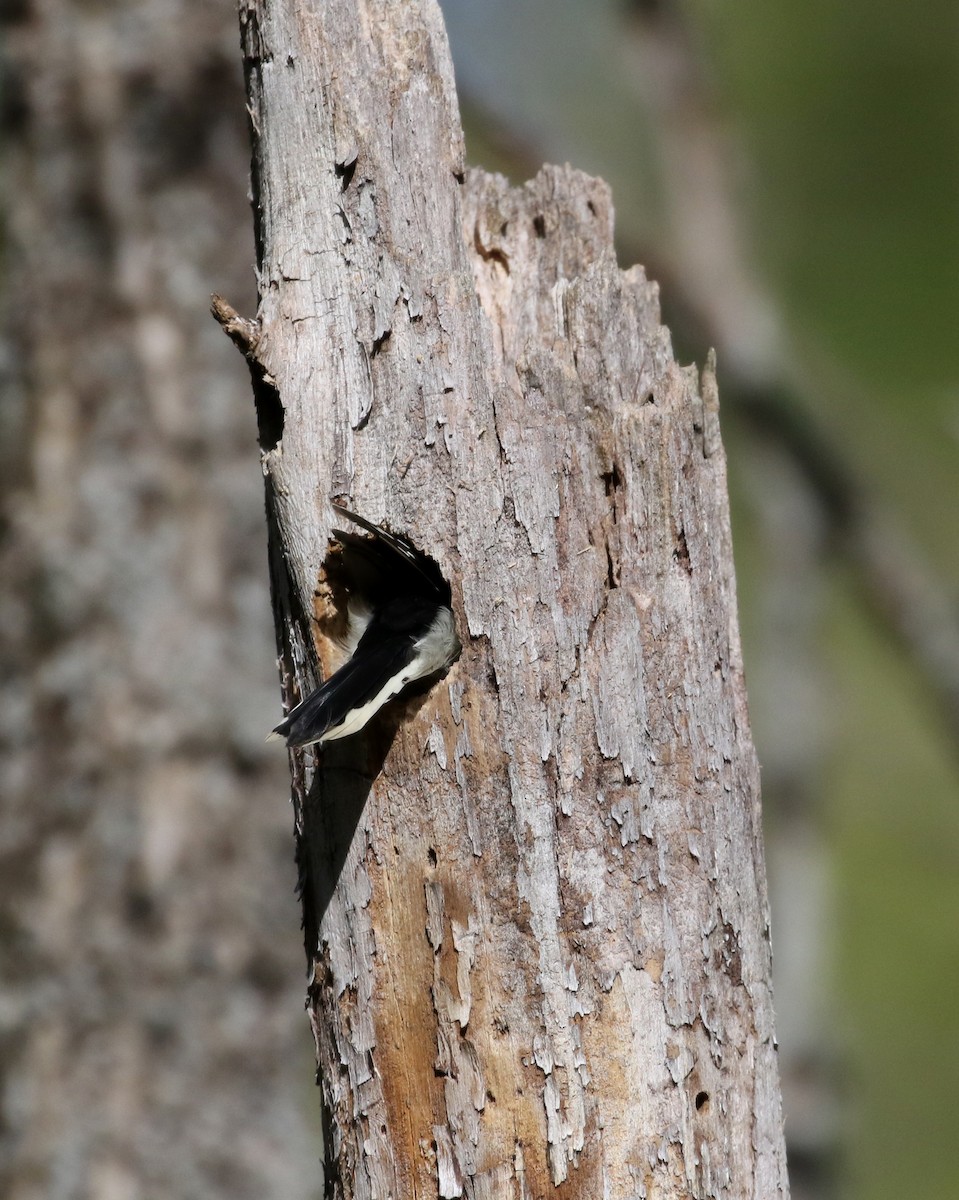 Downy Woodpecker (Eastern) - ML115971051