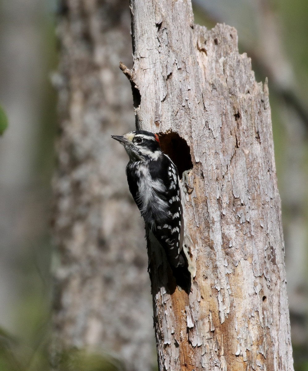 Downy Woodpecker (Eastern) - ML115971061