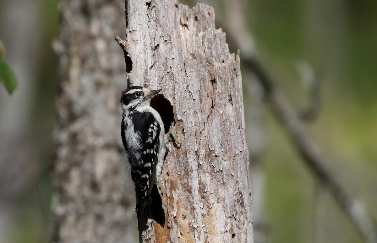 Downy Woodpecker (Eastern) - ML115971081