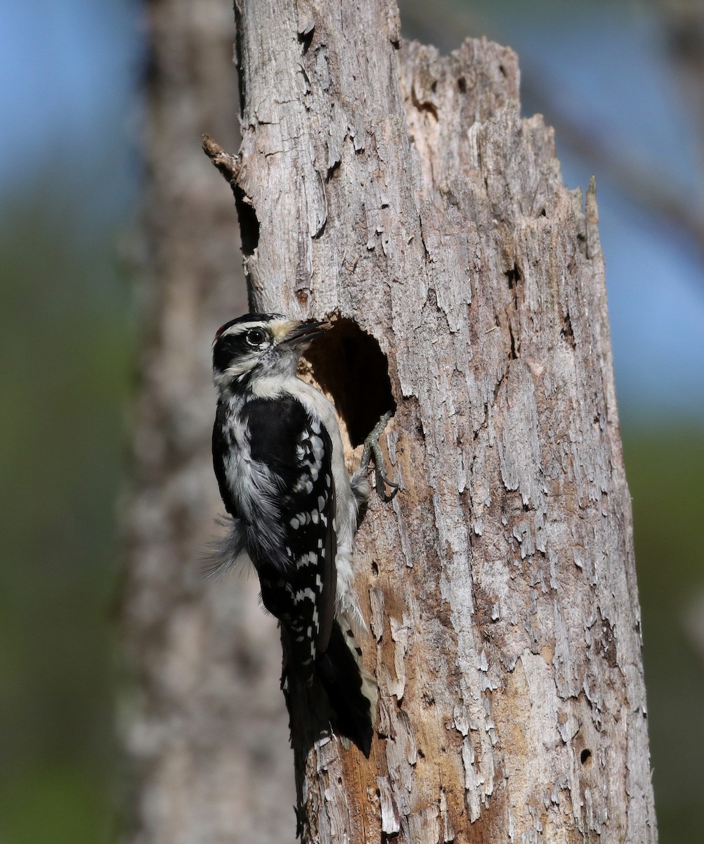 Downy Woodpecker (Eastern) - ML115971091