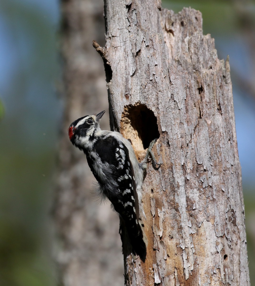 Downy Woodpecker (Eastern) - ML115971111