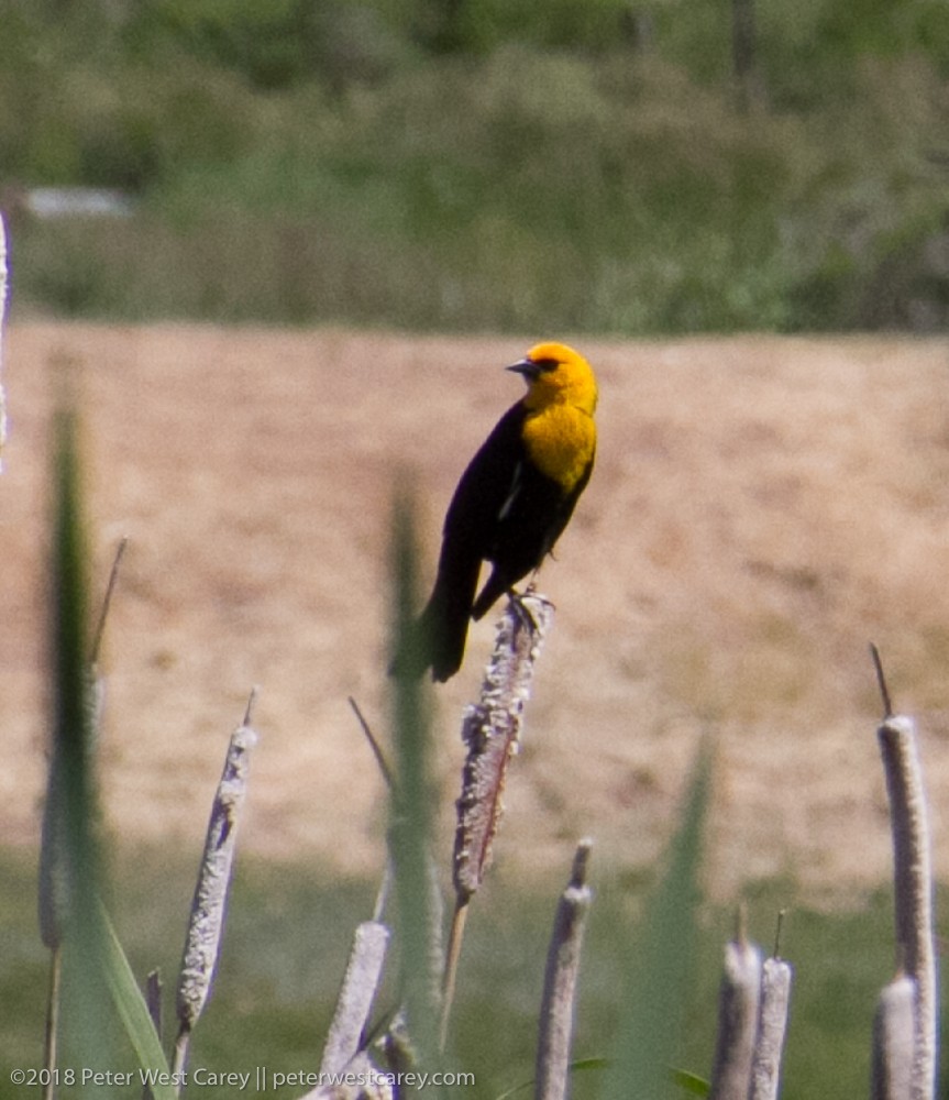 Yellow-headed Blackbird - ML115971291