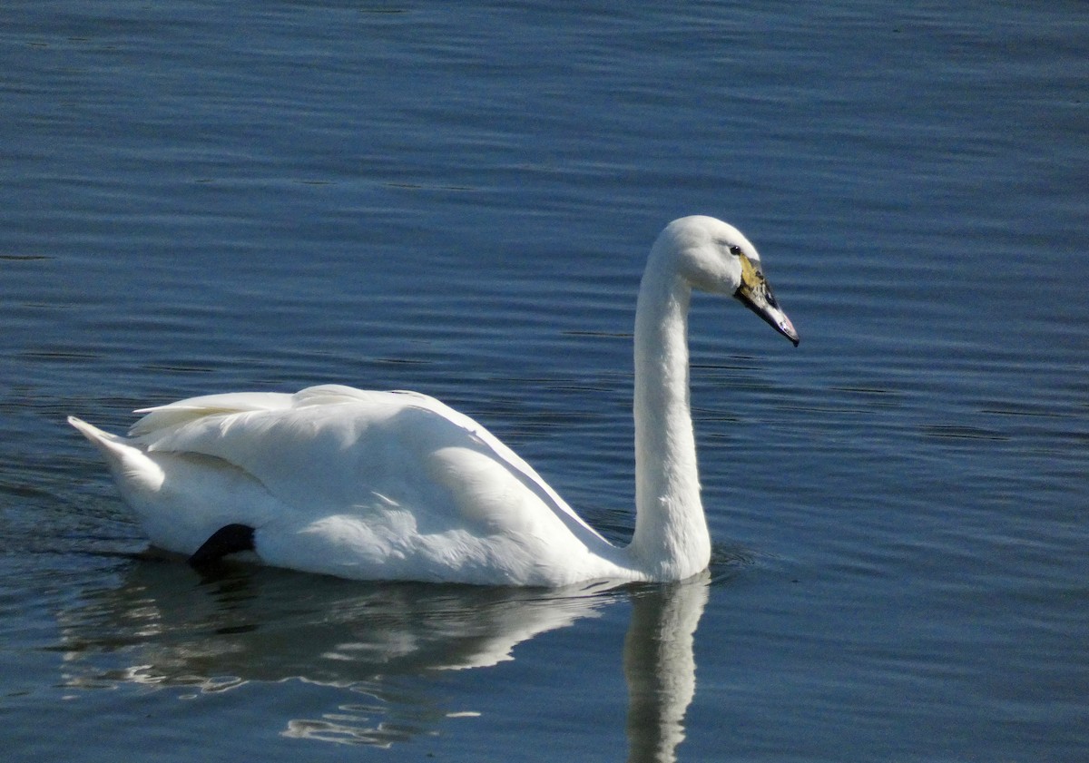 swan sp. - John Callender