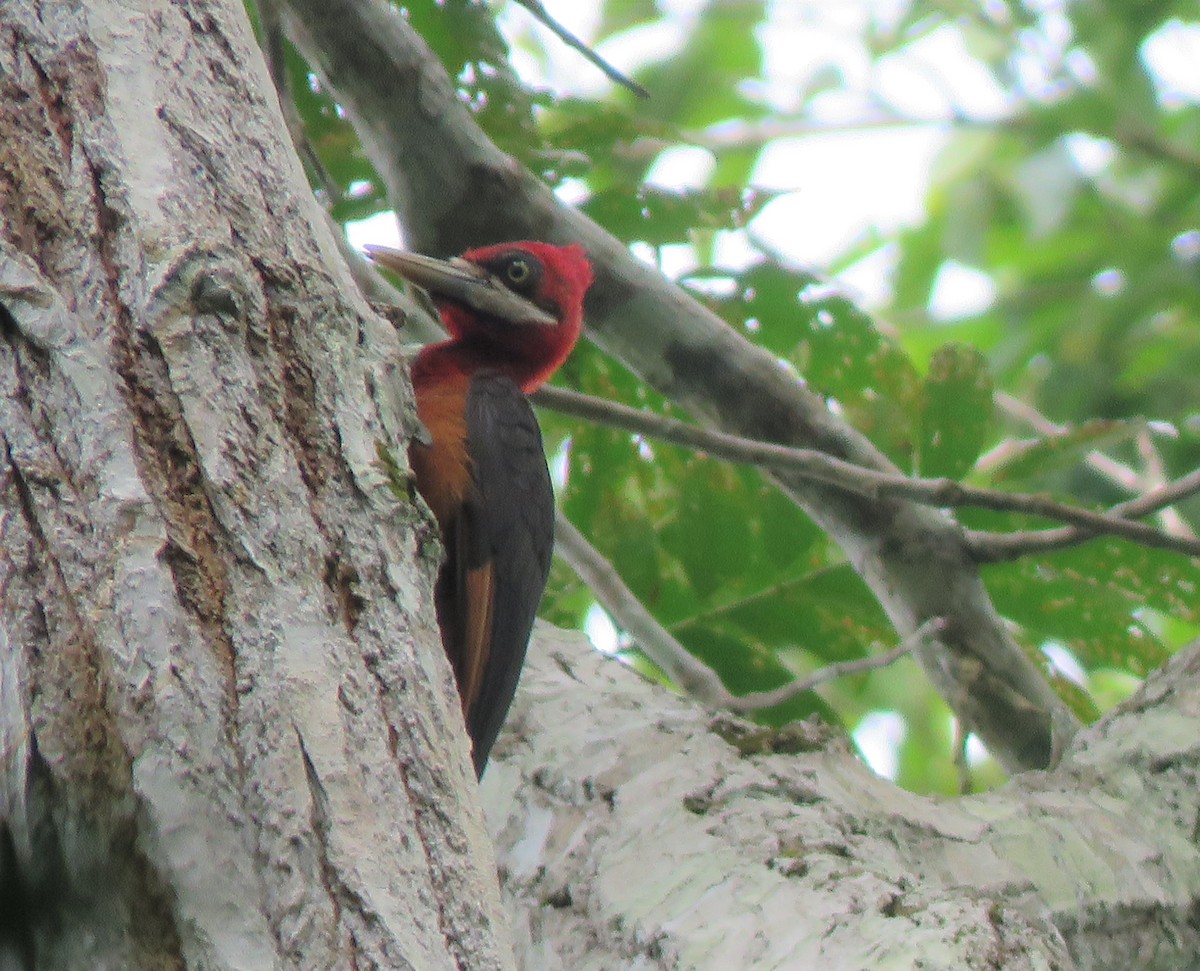 Red-necked Woodpecker - Yve Morrell
