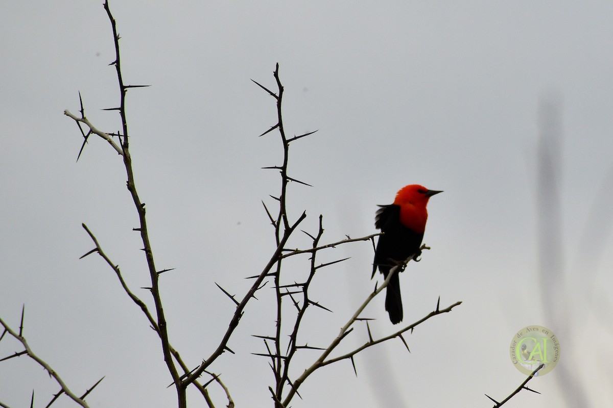 Scarlet-headed Blackbird - Pedro Rivero