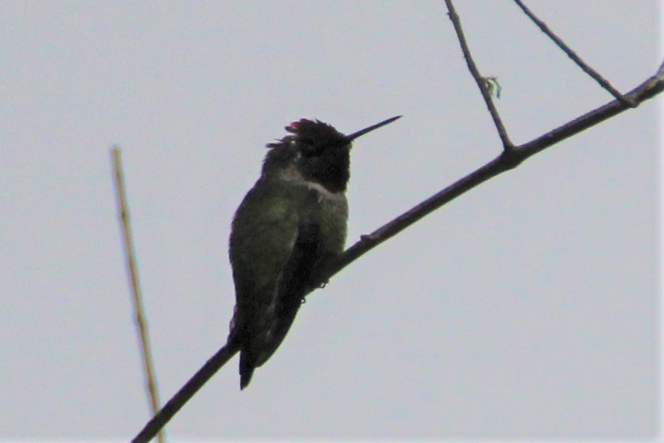Anna's Hummingbird - ML115980251