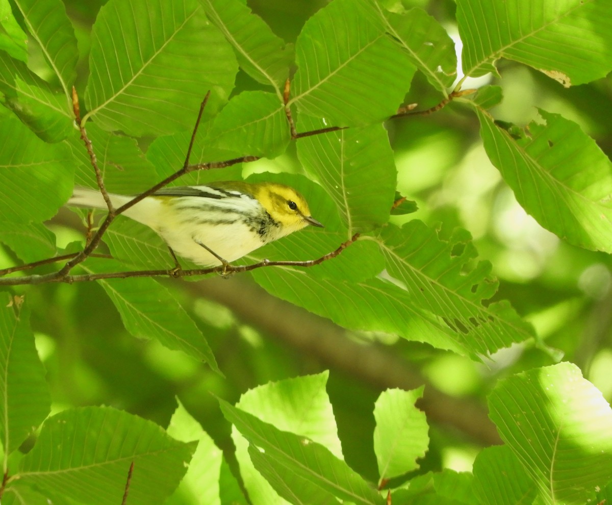 Black-throated Green Warbler - ML115980691
