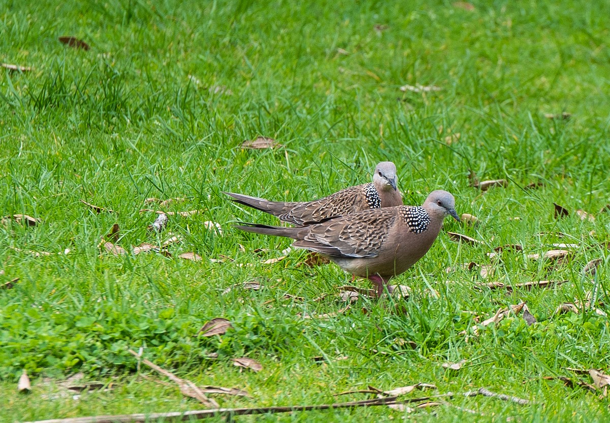 Spotted Dove - Leslie Feasey