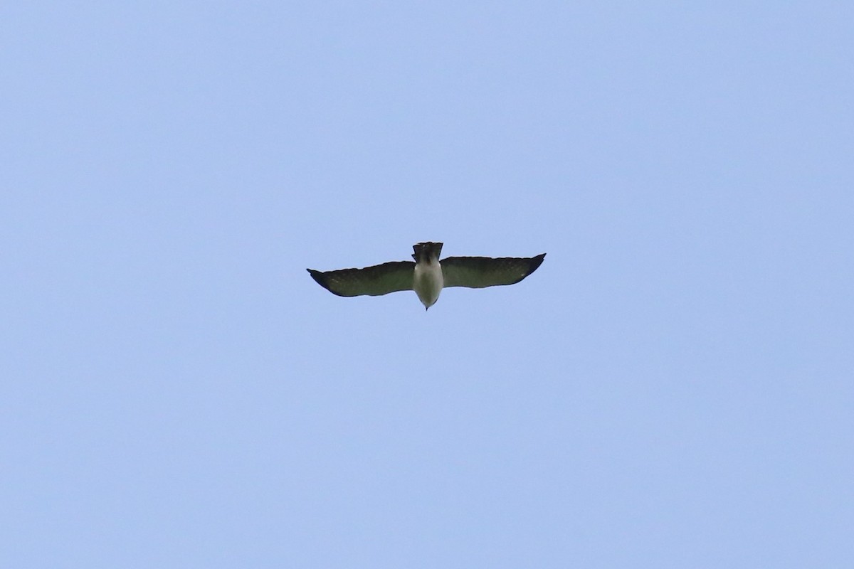 Short-tailed Hawk - ML115983001