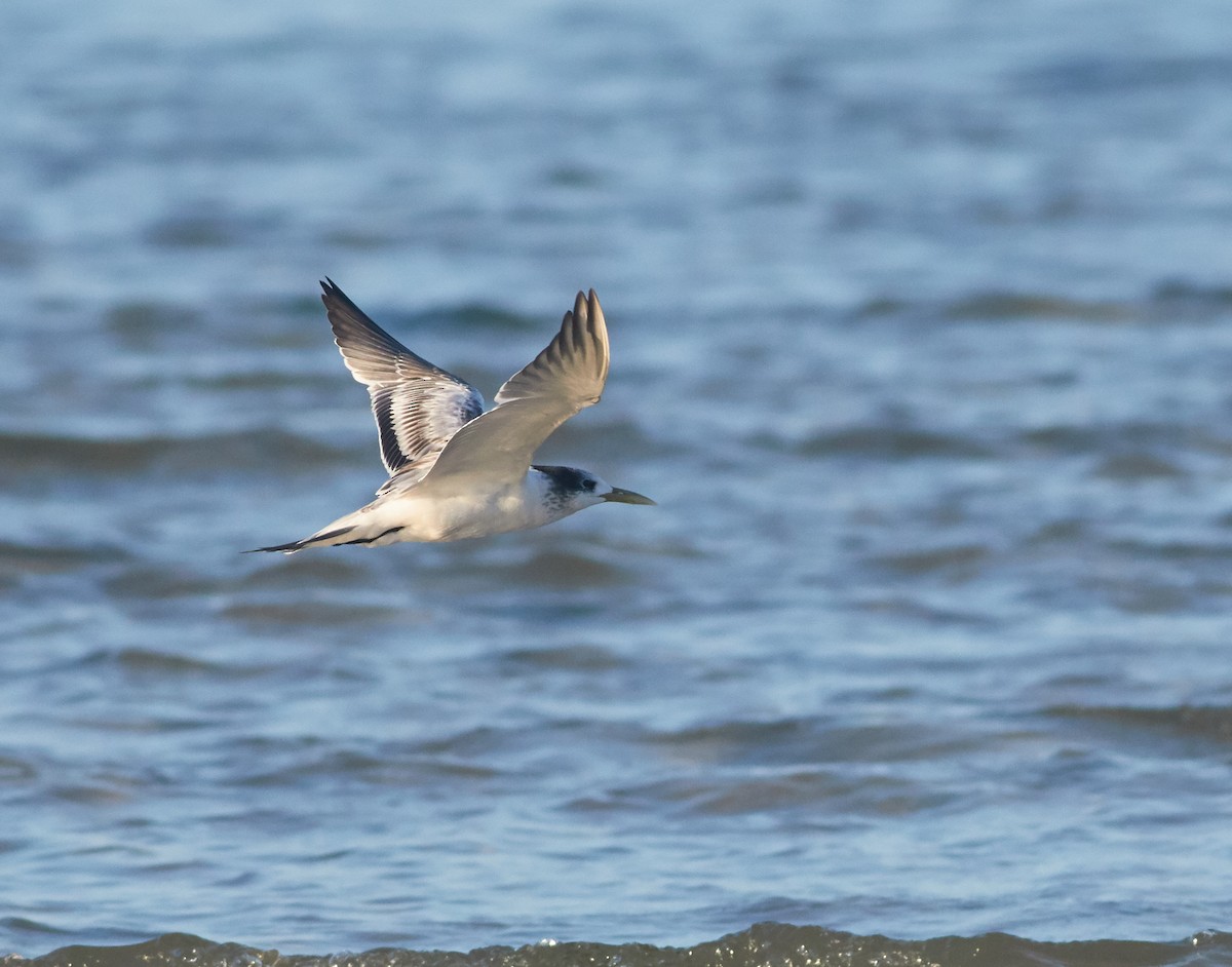 Great Crested Tern - ML115984311