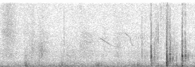 Ornate Tinamou - ML115988