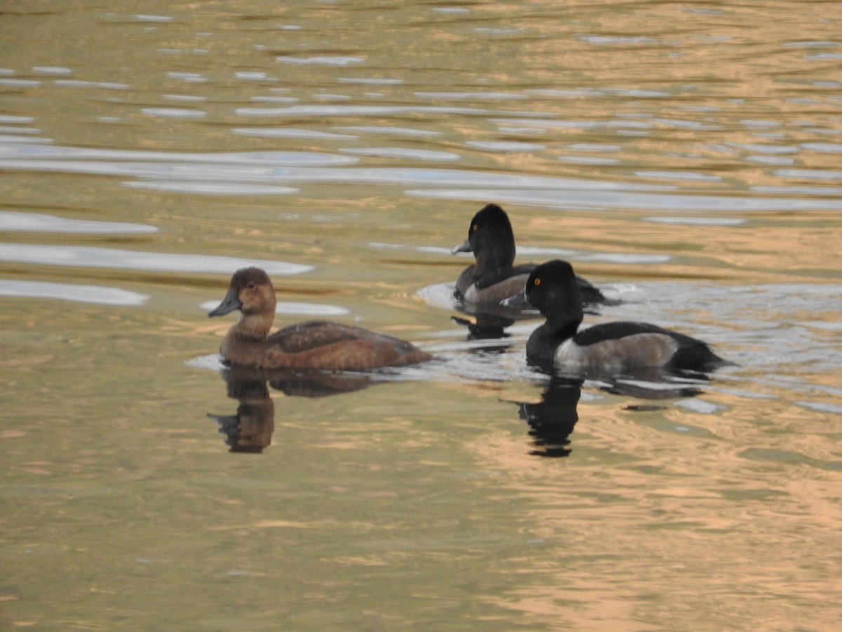 Ring-necked Duck - Brooke Smith