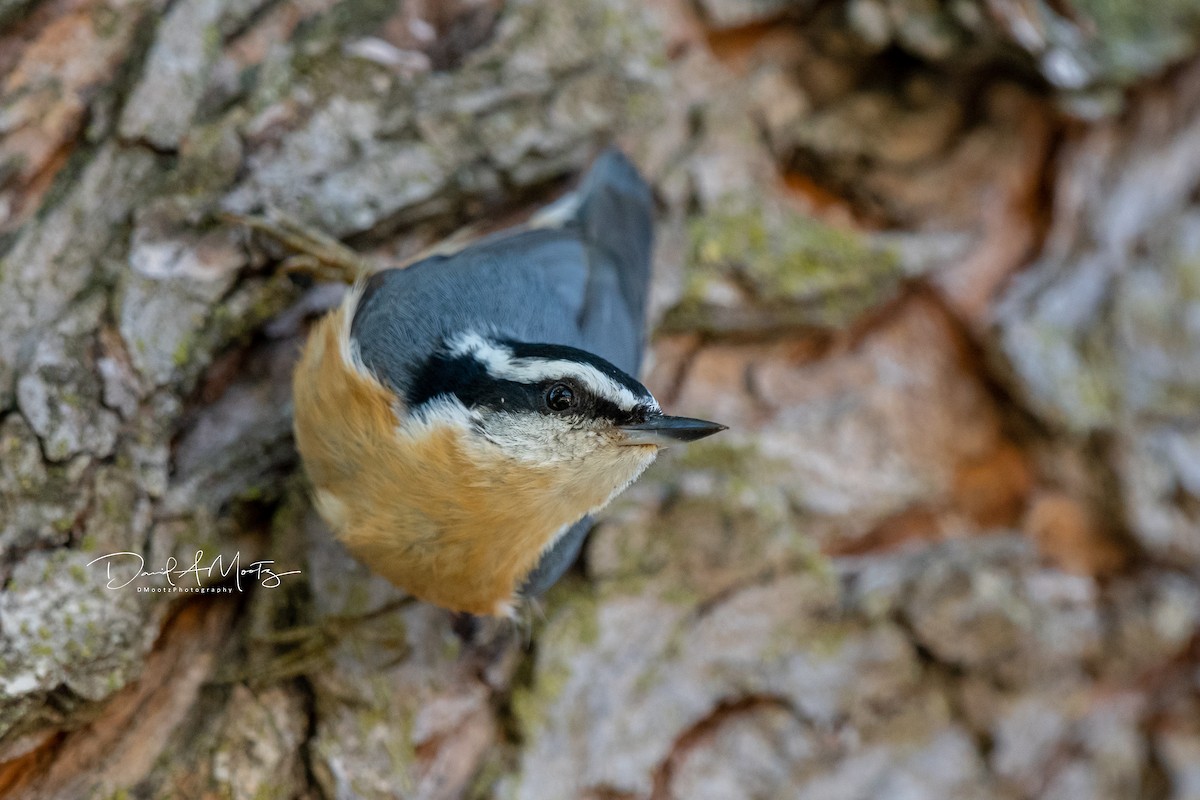 Red-breasted Nuthatch - ML115989521