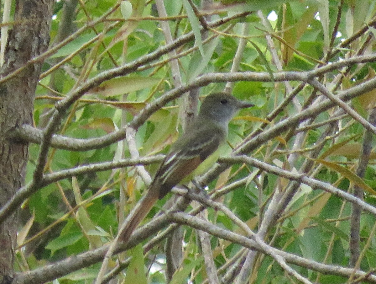 Great Crested Flycatcher - ML115990561