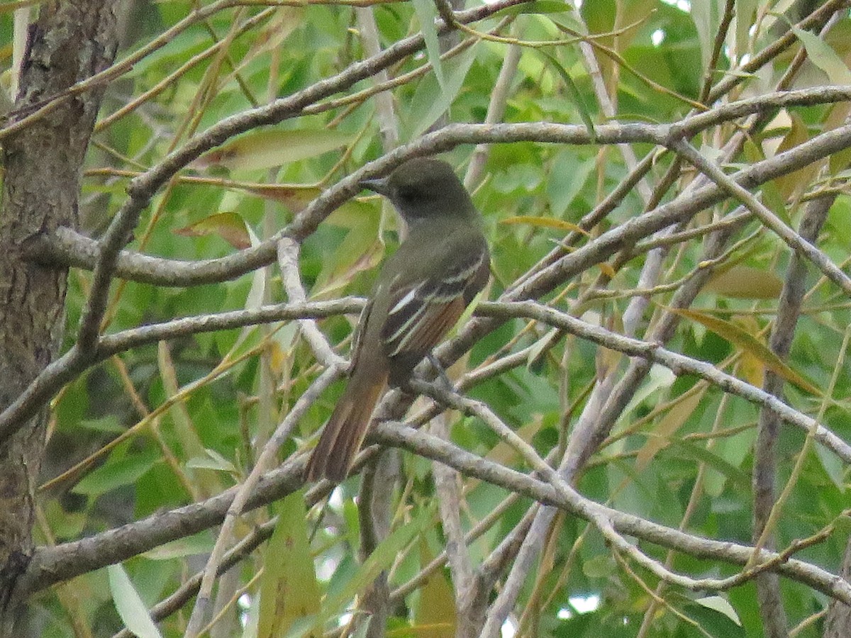 Great Crested Flycatcher - ML115990591