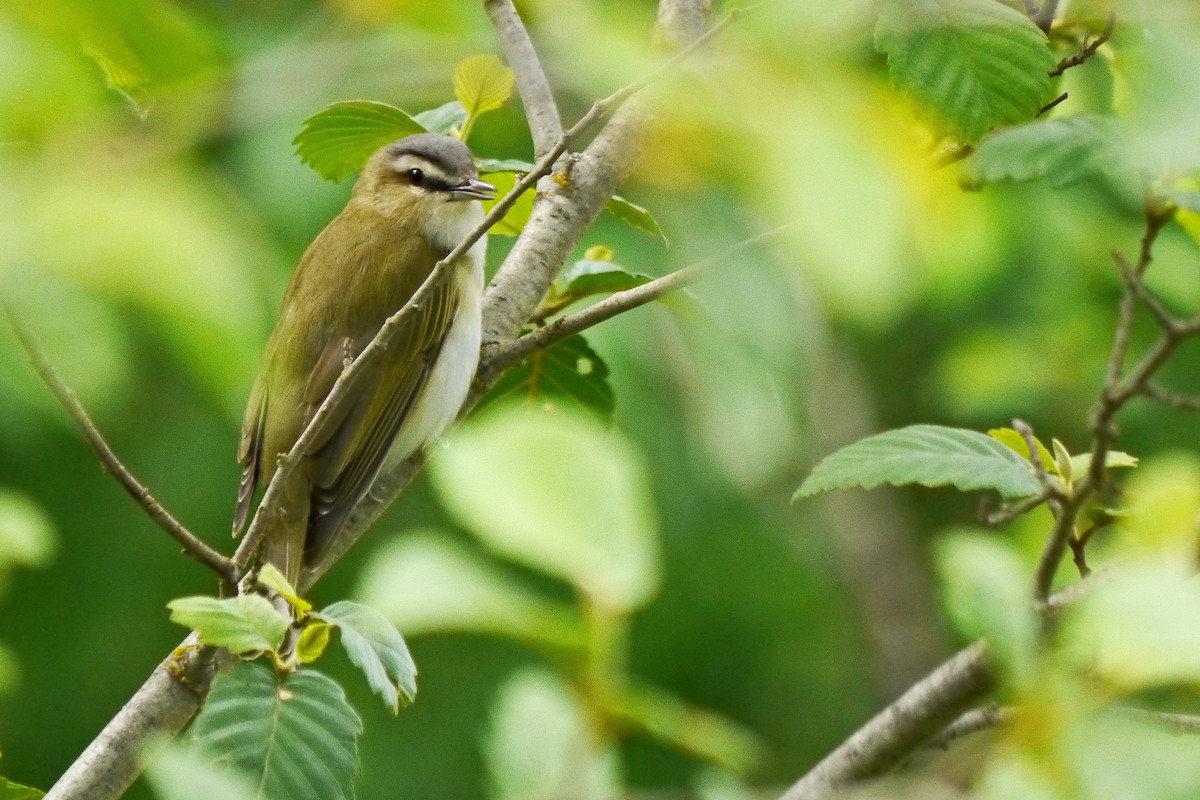 Red-eyed Vireo - Grace Oliver
