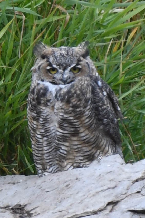 Great Horned Owl - Steve Flood