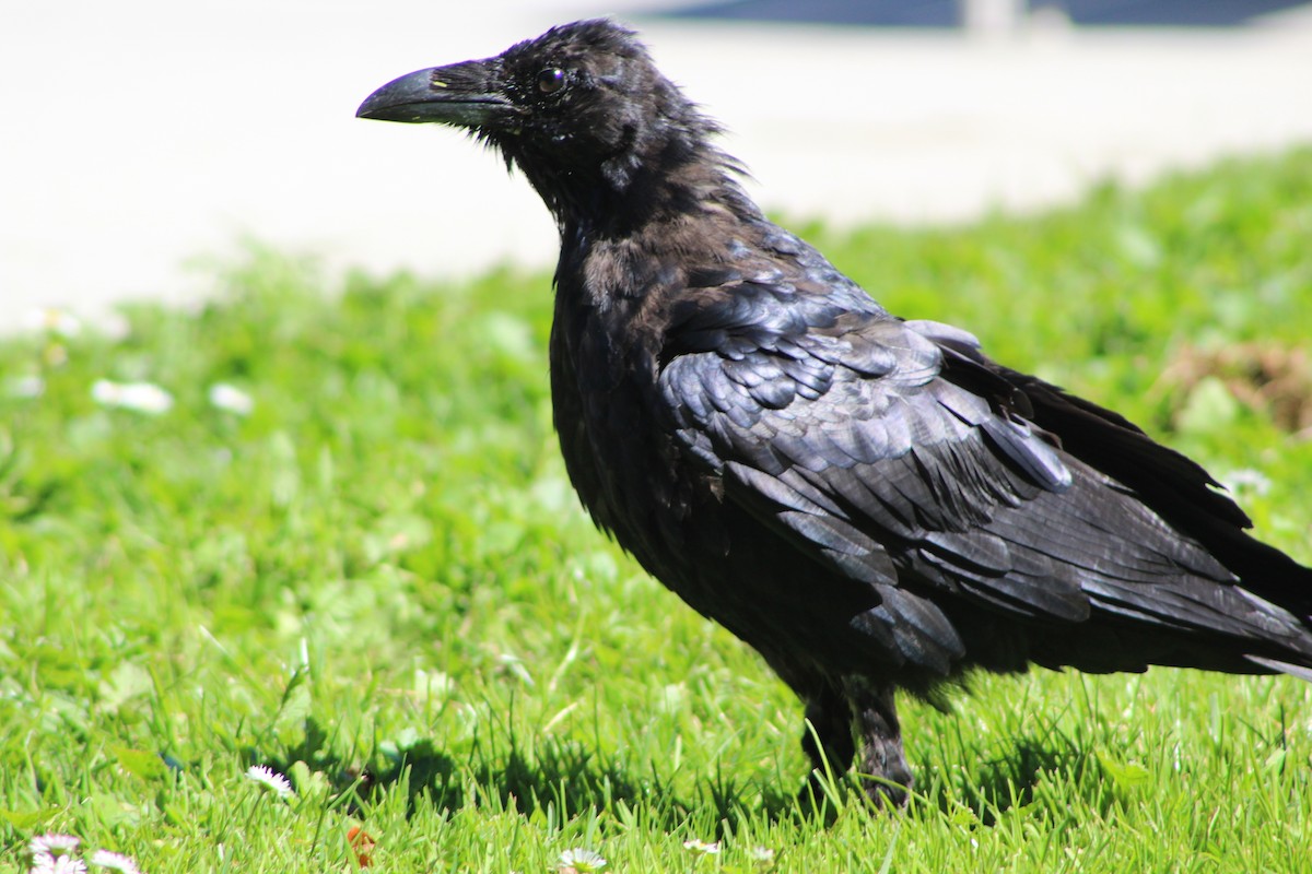 Common Raven - Keith Maley