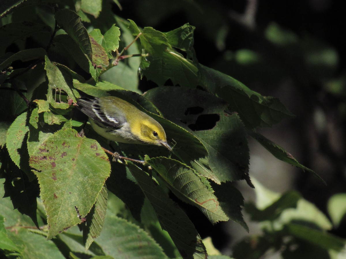 Black-throated Green Warbler - ML115992971