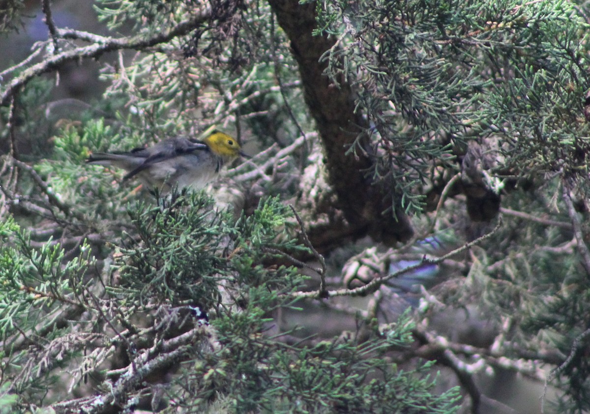 Hermit Warbler - Keith Maley