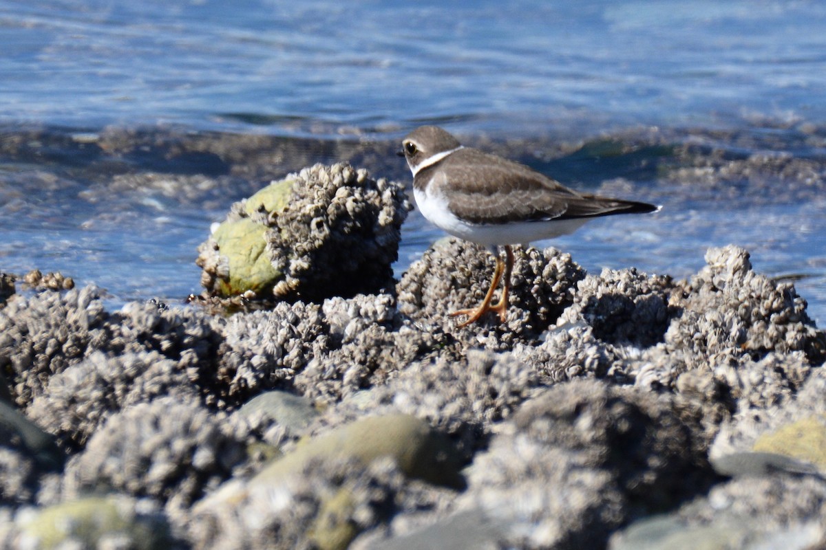 Semipalmated Plover - ML115993321