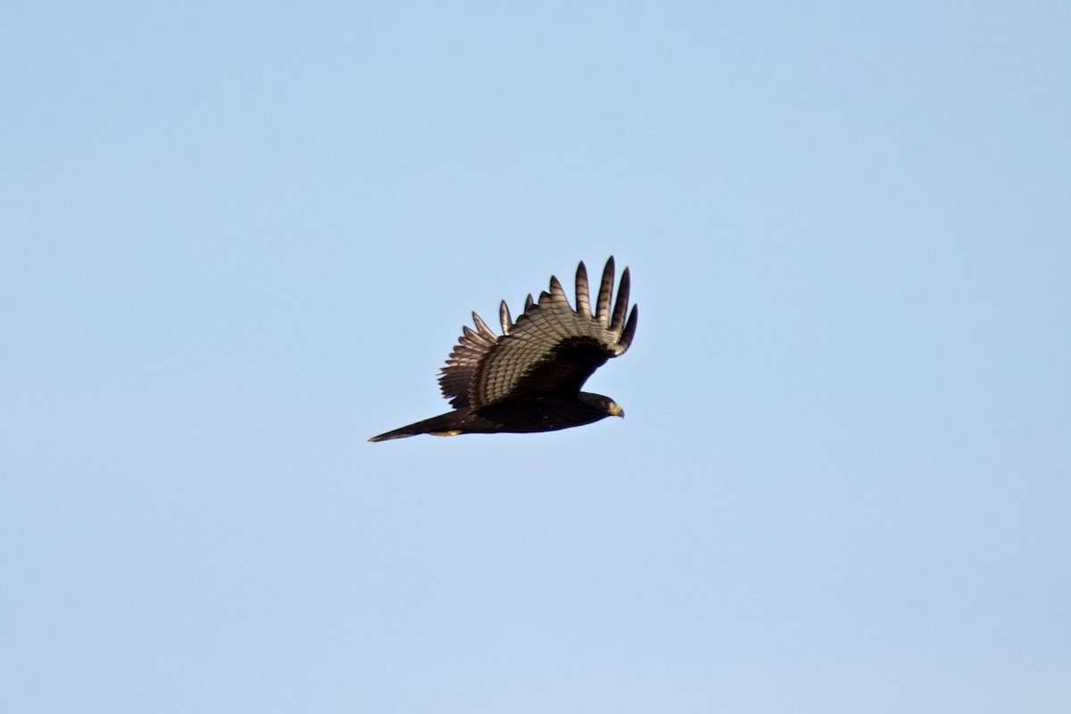 Zone-tailed Hawk - Ben Hulsey