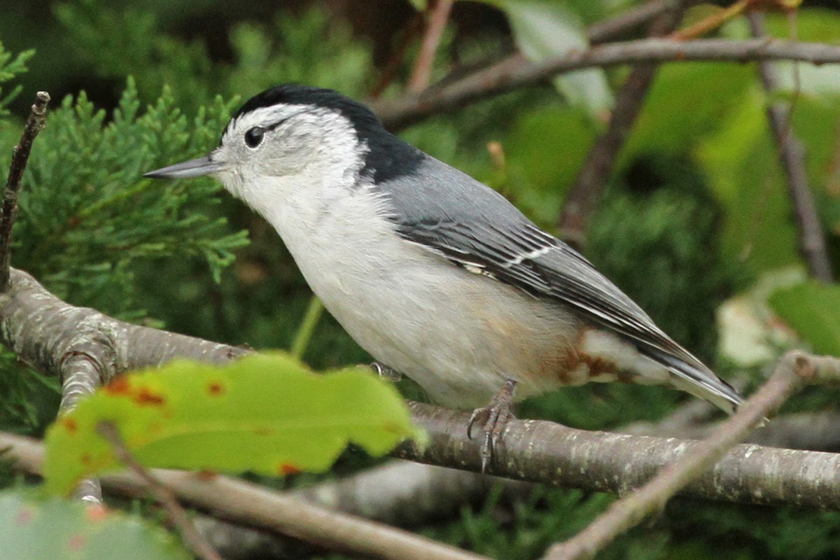 White-breasted Nuthatch - Jeffrey Offermann