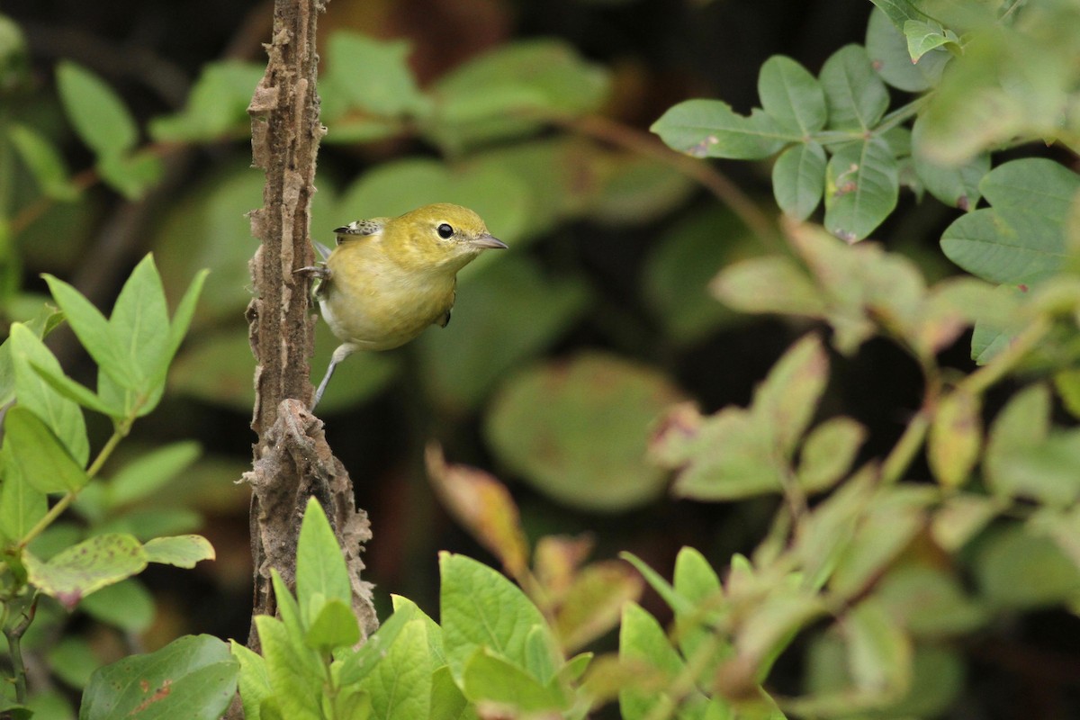 Bay-breasted Warbler - ML115996611