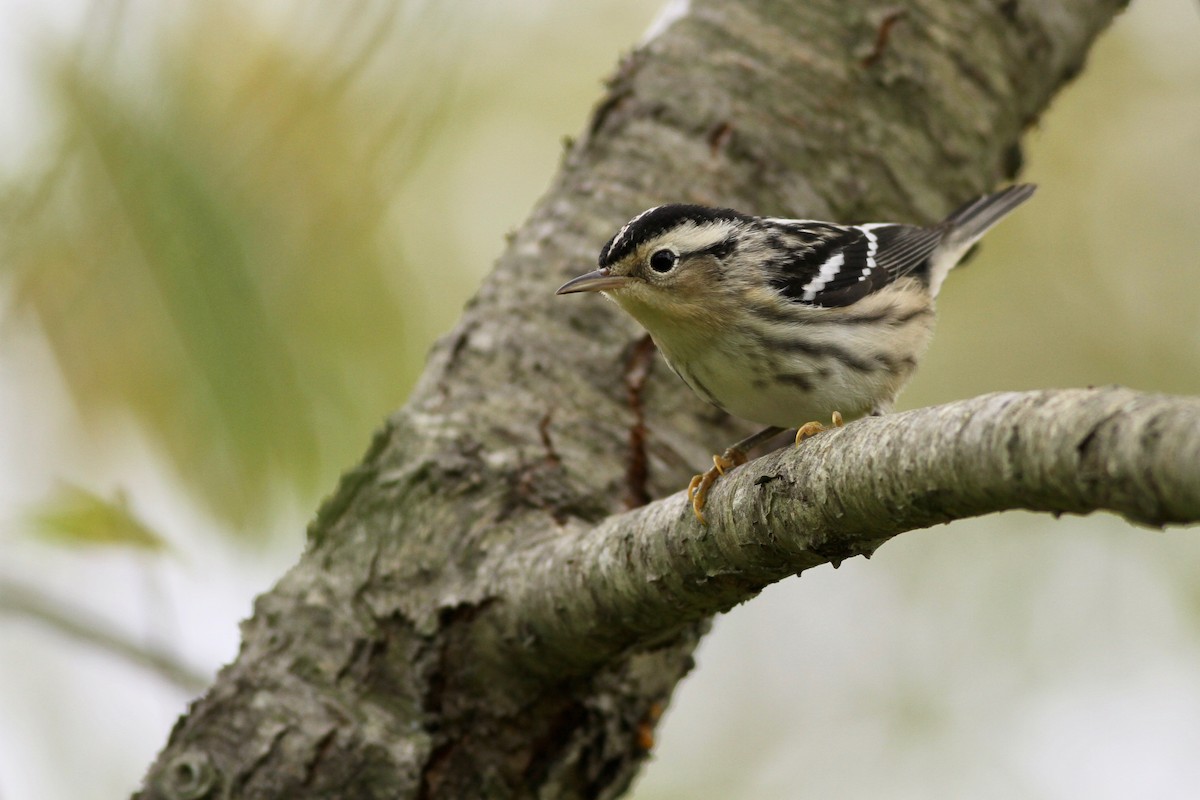 Black-and-white Warbler - ML115997051