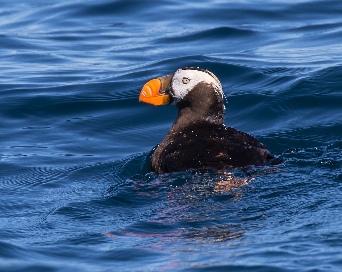 Tufted Puffin - Robert Doster