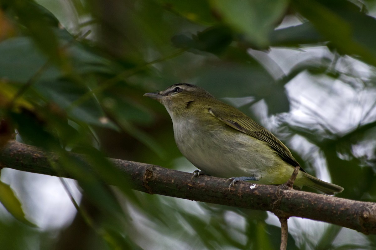 Red-eyed Vireo - Rob Dickerson