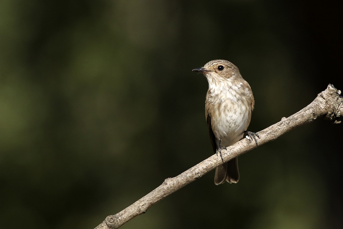 Spotted Flycatcher - Francisco Barroqueiro