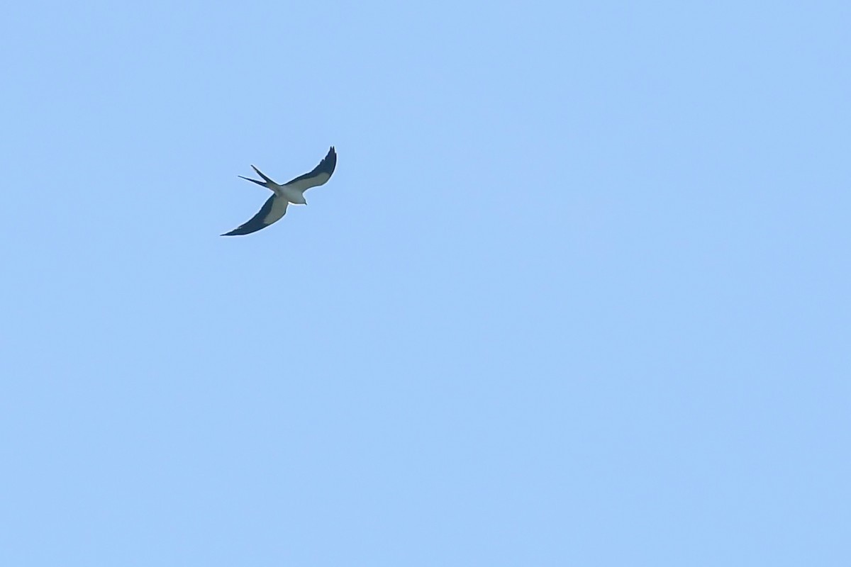 Swallow-tailed Kite - Mike Stewart