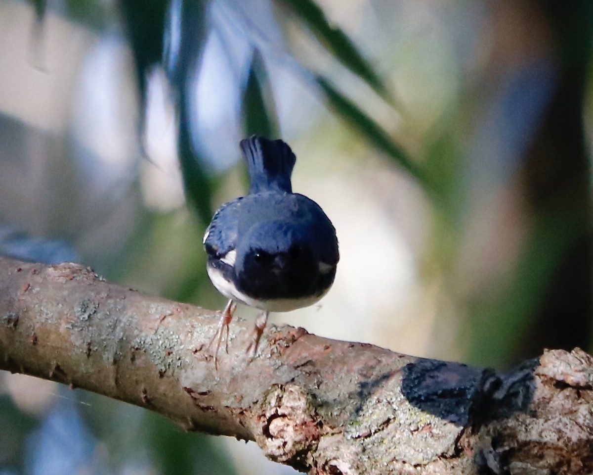 Black-throated Blue Warbler - Gord Watts