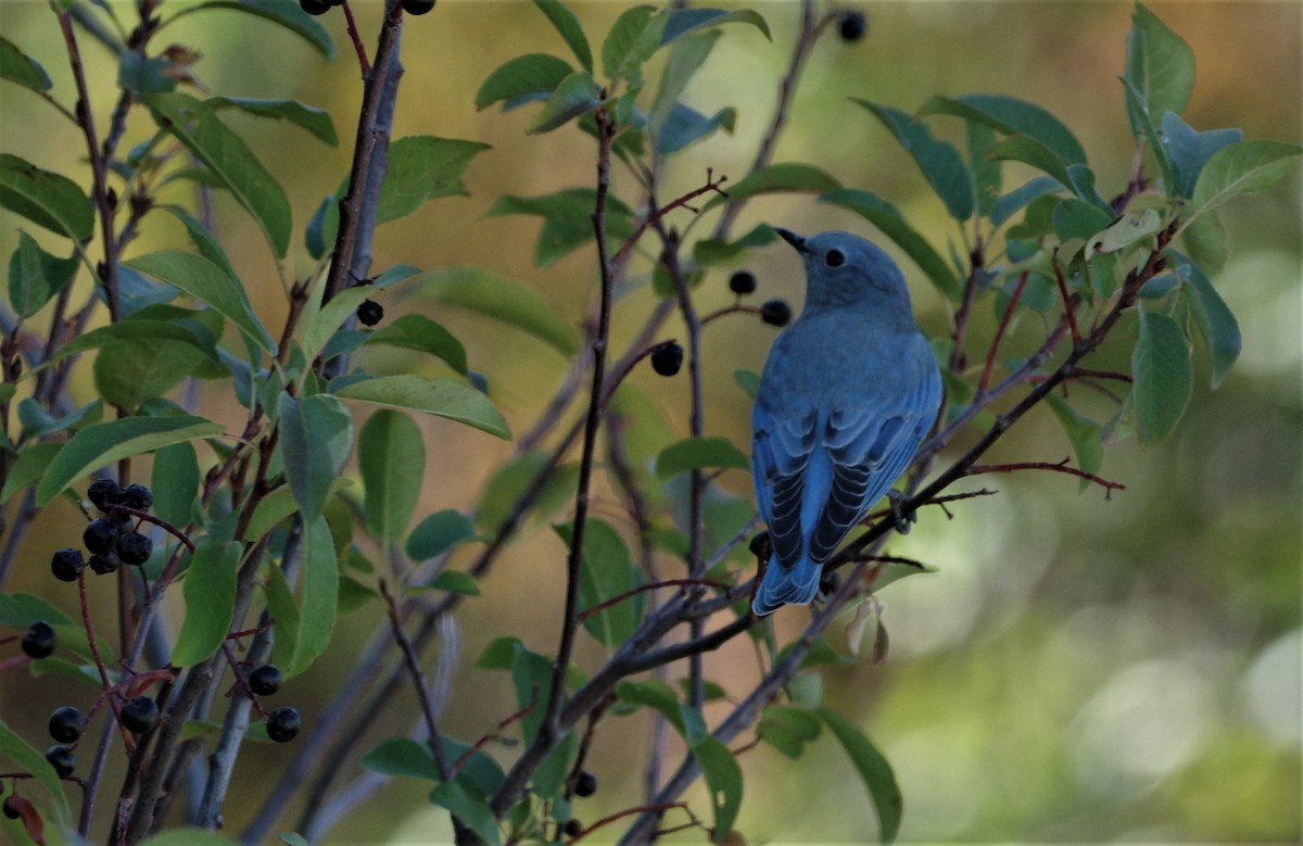 Mountain Bluebird - Brenda Wright