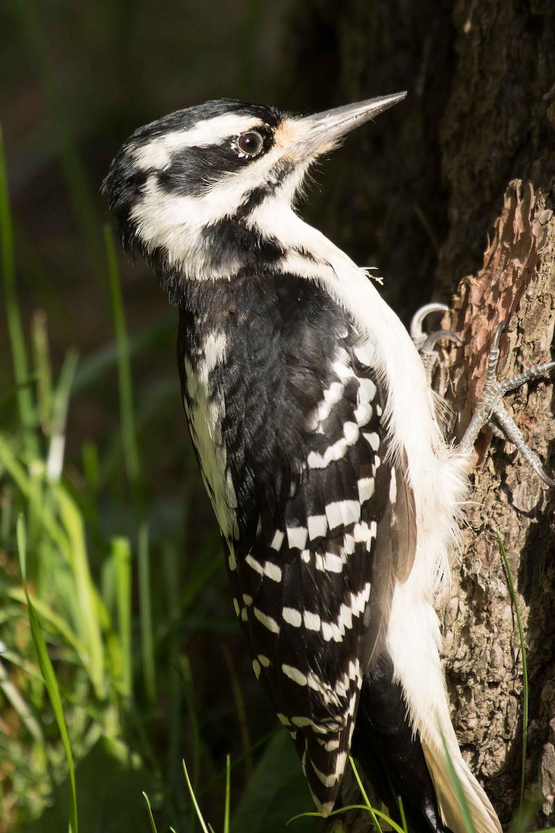 Hairy Woodpecker - ML116005851