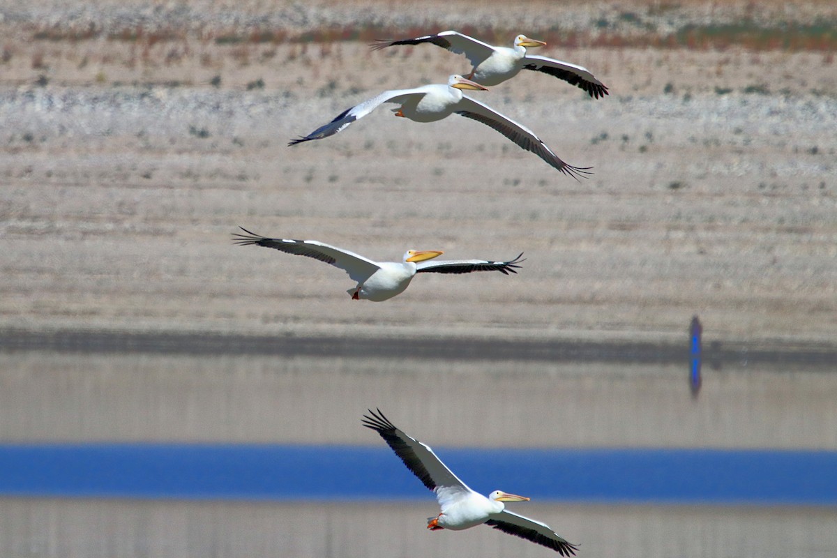 American White Pelican - Jerry Elling