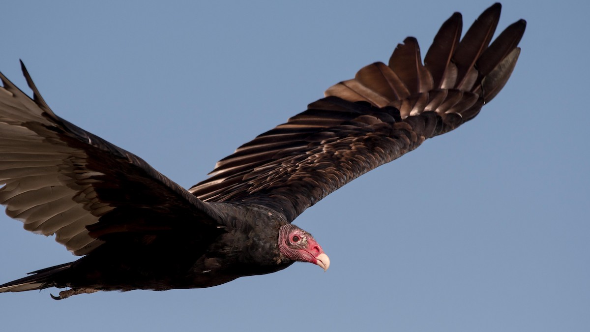 Turkey Vulture - Charlie Shields