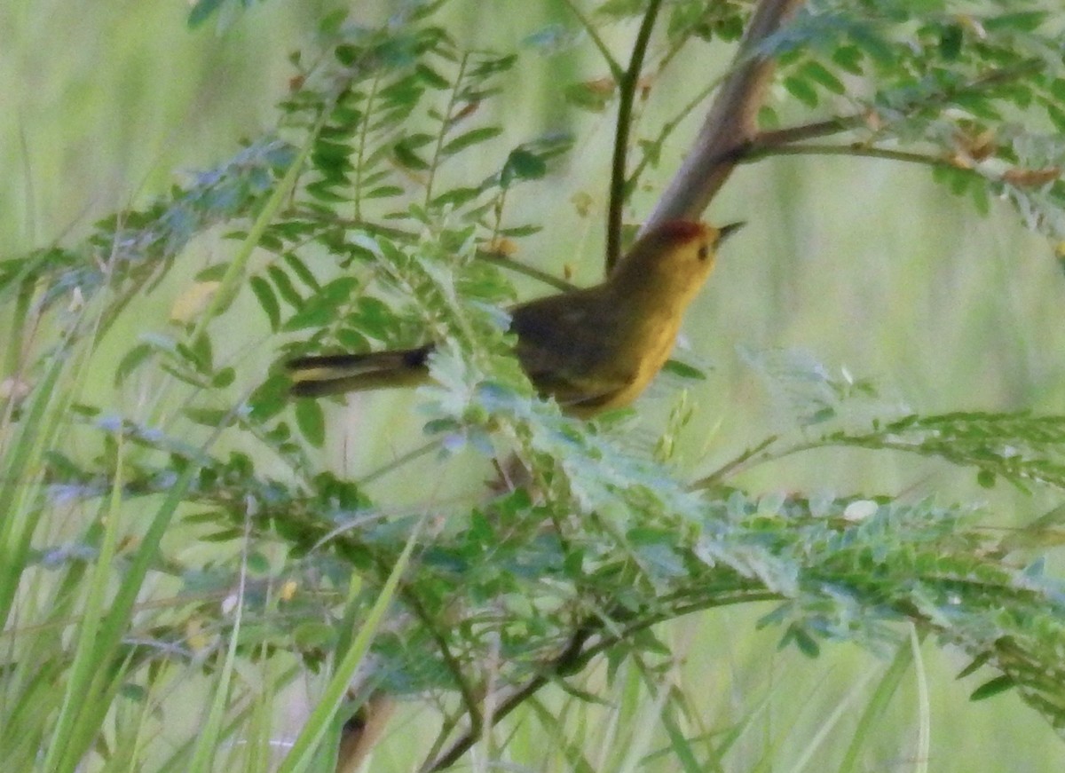 Yellow Warbler (Golden) - grete pasch
